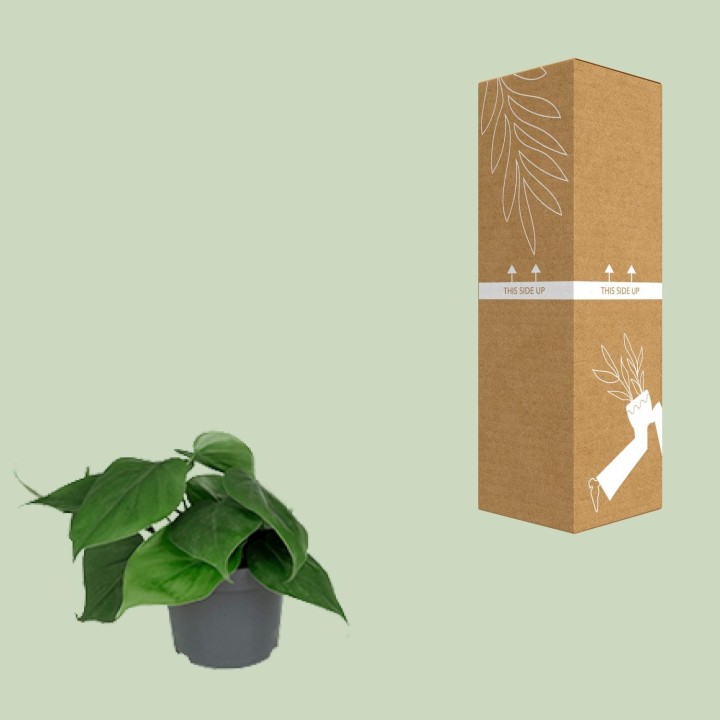 Philodendron Scandens - Ø12Cm - ↕15Cm