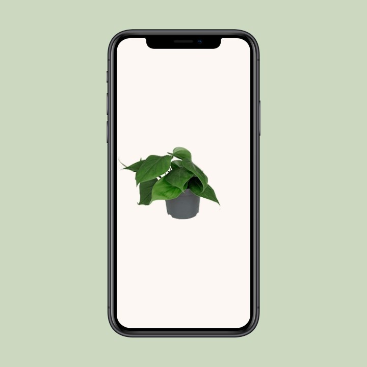 Philodendron Scandens - Ø12Cm - ↕15Cm