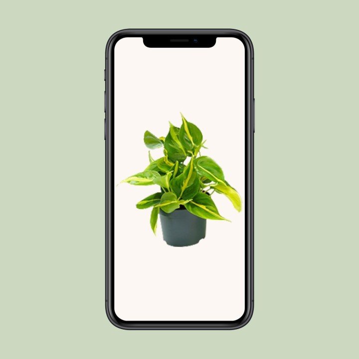 Philodendron Scandens Brasil - Ø12Cm - ↕15Cm