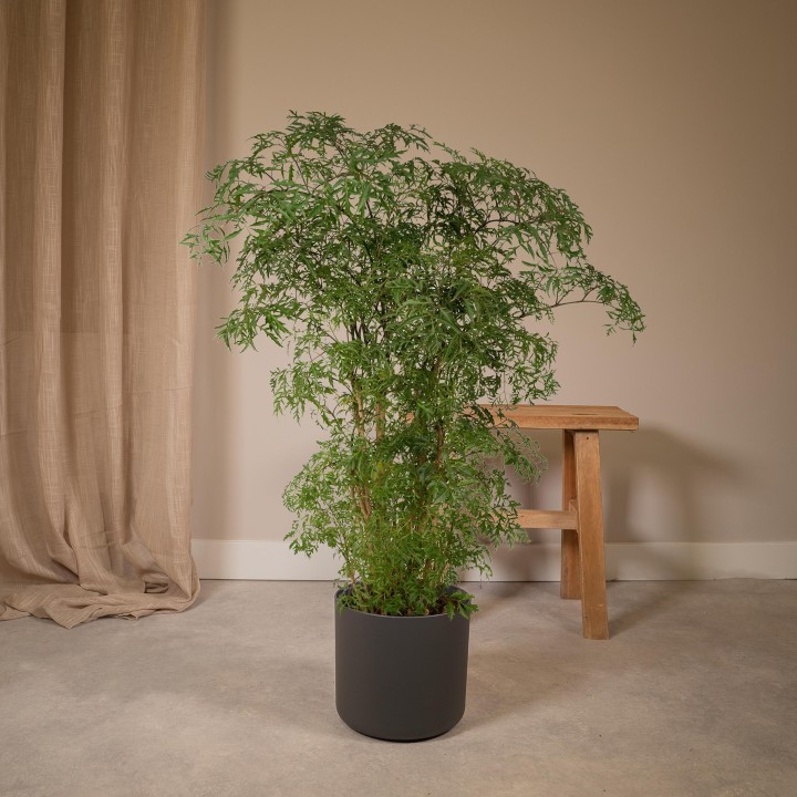 Polyscias Fruticosa (Aralia) - Ø21Cm - ↕75Cm