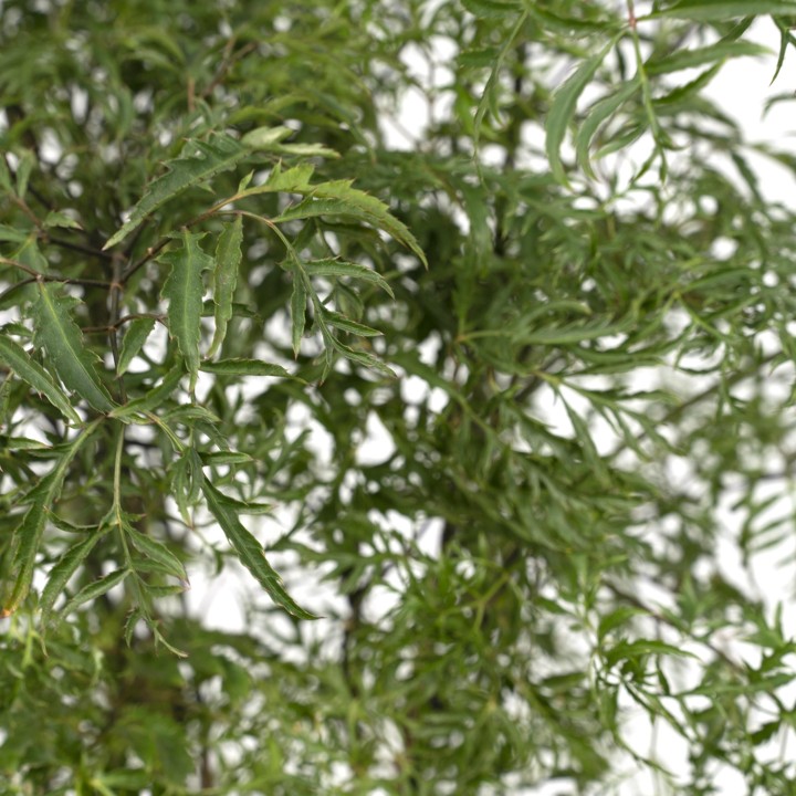 Polyscias Fruticosa (Aralia) - Ø21Cm - ↕75Cm