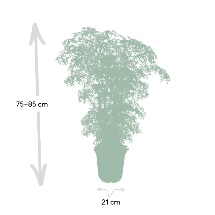 Polyscias Fruticosa (Aralia) - Ø21Cm - ↕75Cm