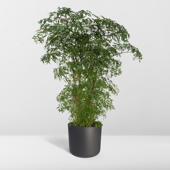 Polyscias Fruticosa (Aralia) - Ø21Cm - ↕75Cm