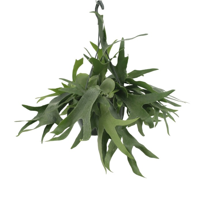Platycerium Hertshoorn Hang - Ø21Cm - ↕50Cm