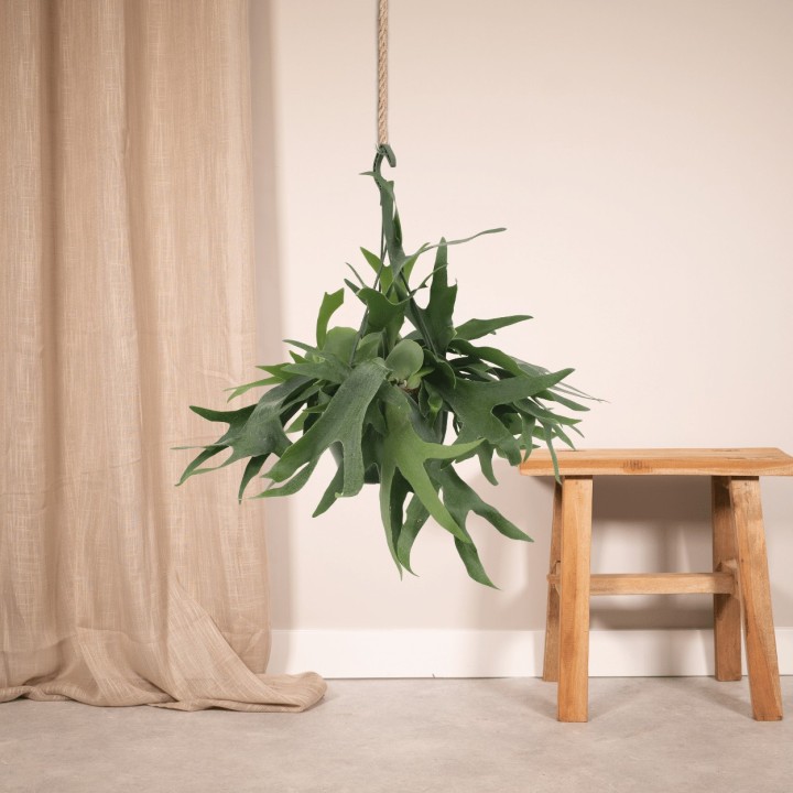 Platycerium Hertshoorn Hang - Ø21Cm - ↕50Cm