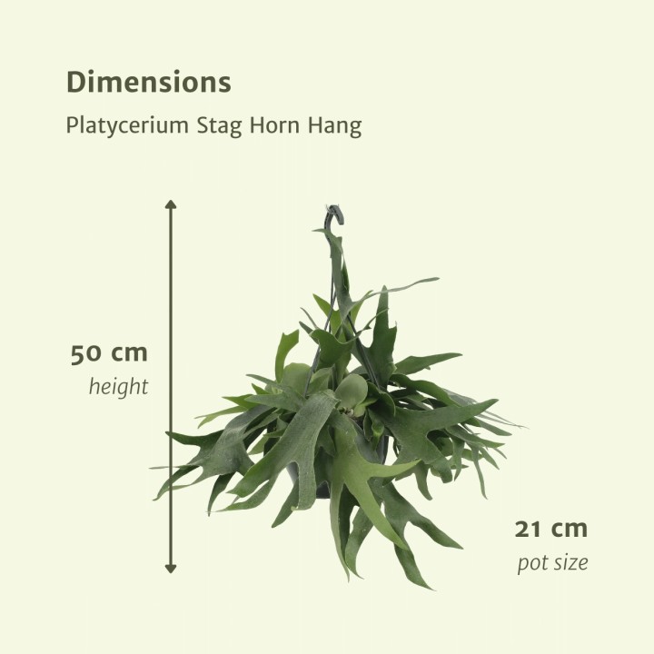 Platycerium Hertshoorn Hang - Ø21Cm - ↕50Cm