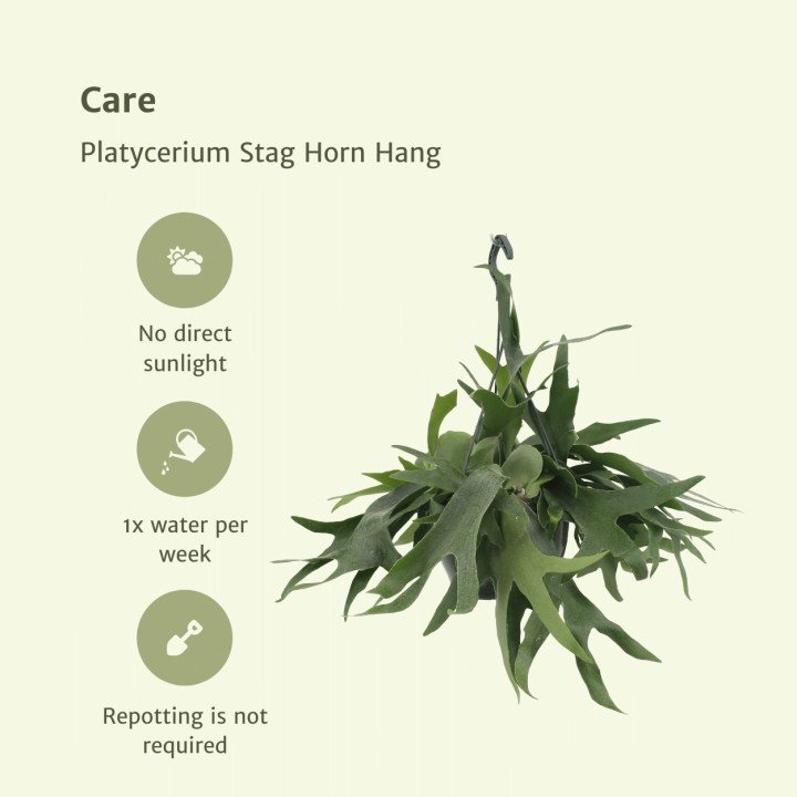 Platycerium Hertshoorn Hang - Ø21Cm - ↕50Cm