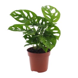 Monstera Monkey Leaf (Hole Plant) - Ø12Cm - ↕30Cm