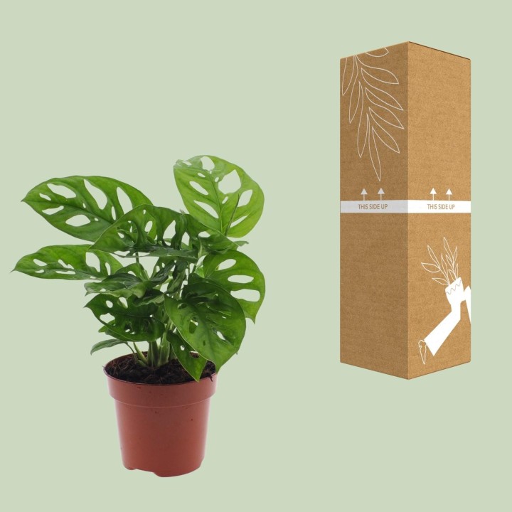 Monstera Monkey Leaf (Hole Plant) - Ø12Cm - ↕30Cm