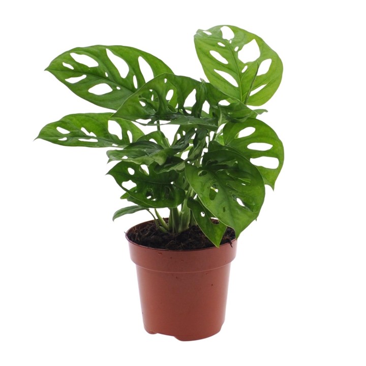 Monstera Monkey Leaf (Hole Plant) - Ø12Cm - ↕30Cm