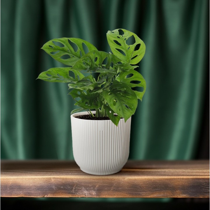 Monstera Monkey Leaf (Hole Plant) - Ø12Cm - ↕30Cm
