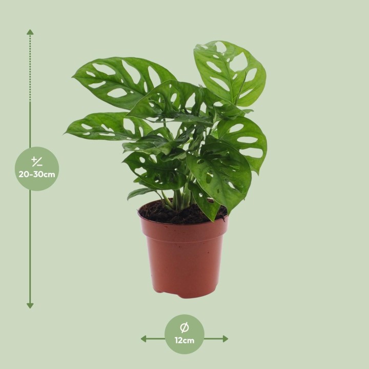 Monstera Monkey Leaf (Hole Plant) - Ø12Cm - ↕30Cm