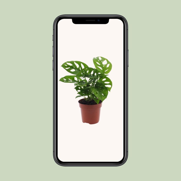 Monstera Monkey Leaf (Hole Plant) - Ø12Cm - ↕30Cm