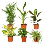 Boîte de surprise -6 belles plantes -  Ø12Cm