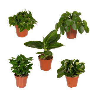 Boîte de surprise -6 belles plantes -  Ø12Cm