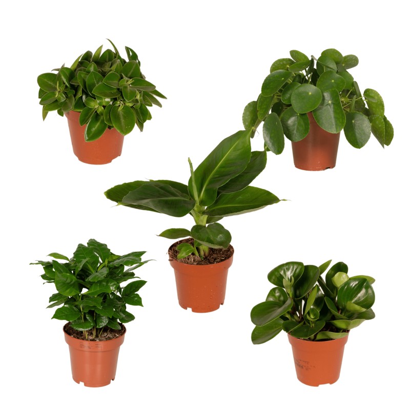 Boîte de surprise -6 belles plantes -  Ø12Cm