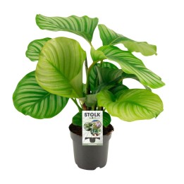 Calathea Orbifolia - Ø50Cm - ↕14Cm