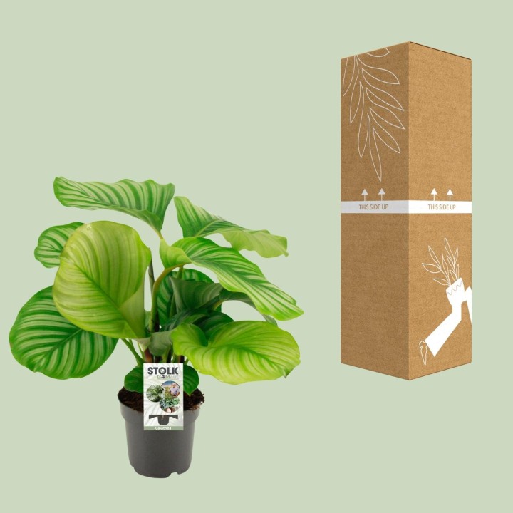 Calathea Orbifolia - Ø50Cm - ↕14Cm