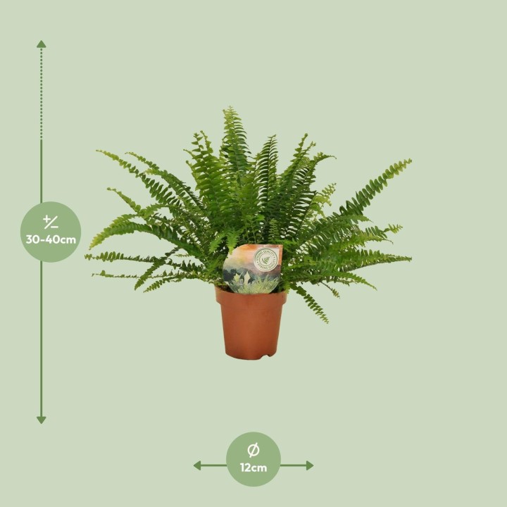 Nephrolepis Green Lady - Ø12Cm - 30Cm
