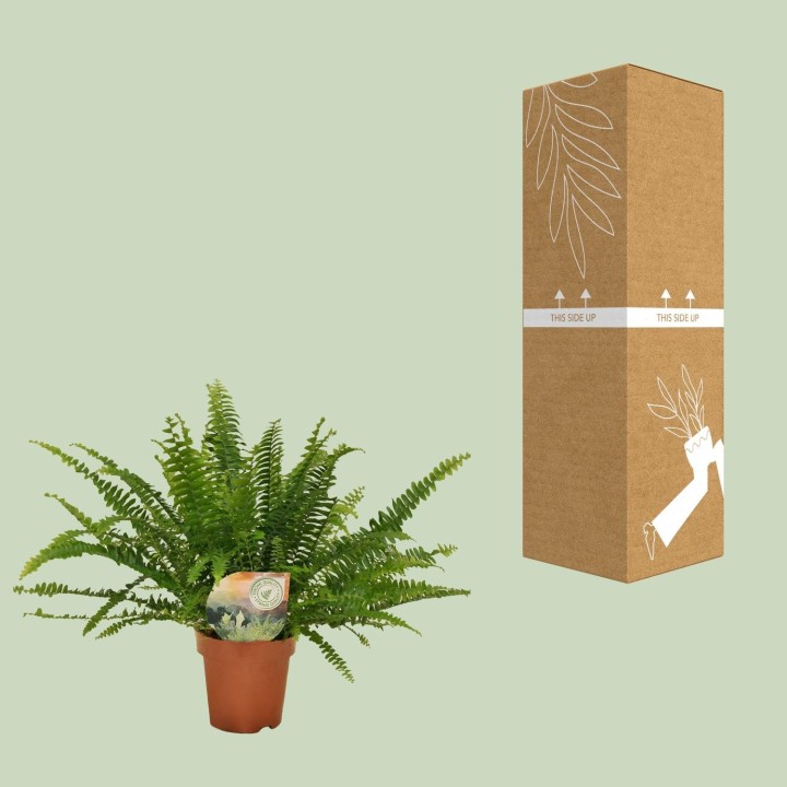 Nephrolepis Green Lady - Ø12Cm - 30Cm