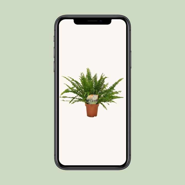 Nephrolepis Green Lady - Ø12Cm - 30Cm