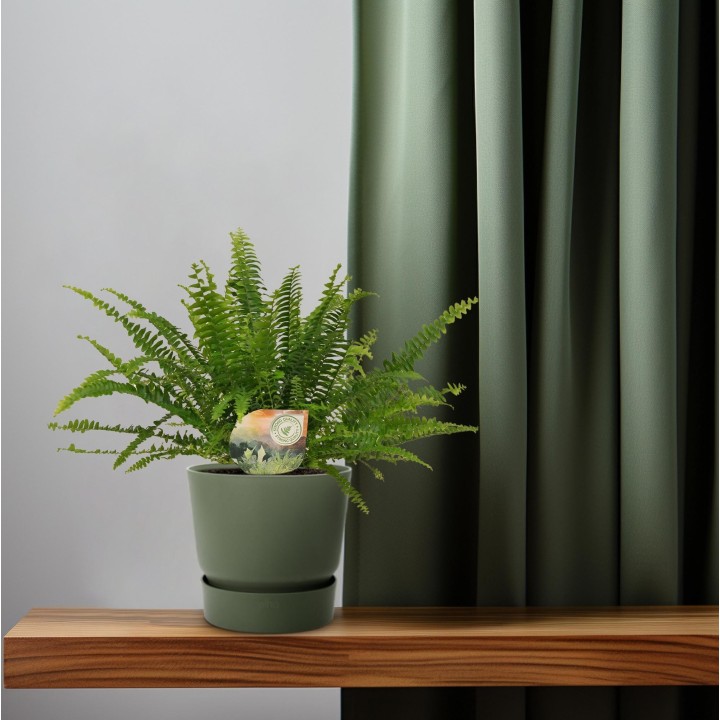 Nephrolepis Green Lady - Ø12Cm - 30Cm