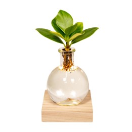 Clusia In Samoa Glas Met Led Verlichting - Ø4Cm - ↕10Cm