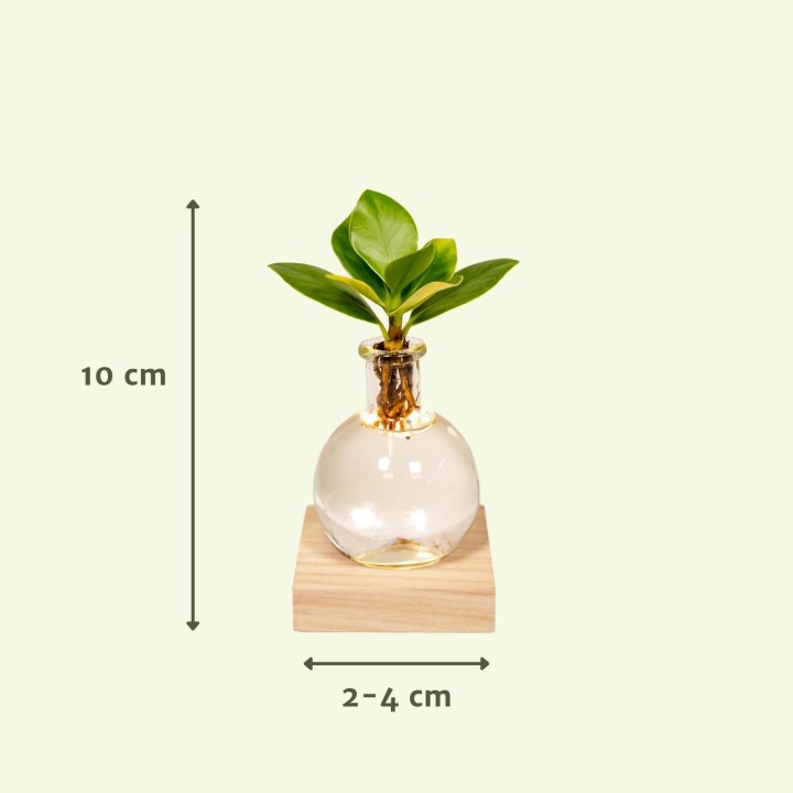 Clusia In Samoa Glas Met Led Verlichting - Ø4Cm - ↕10Cm