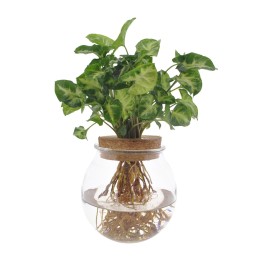 Syngonium Pixie - Ø12Cm - ↕30Cm