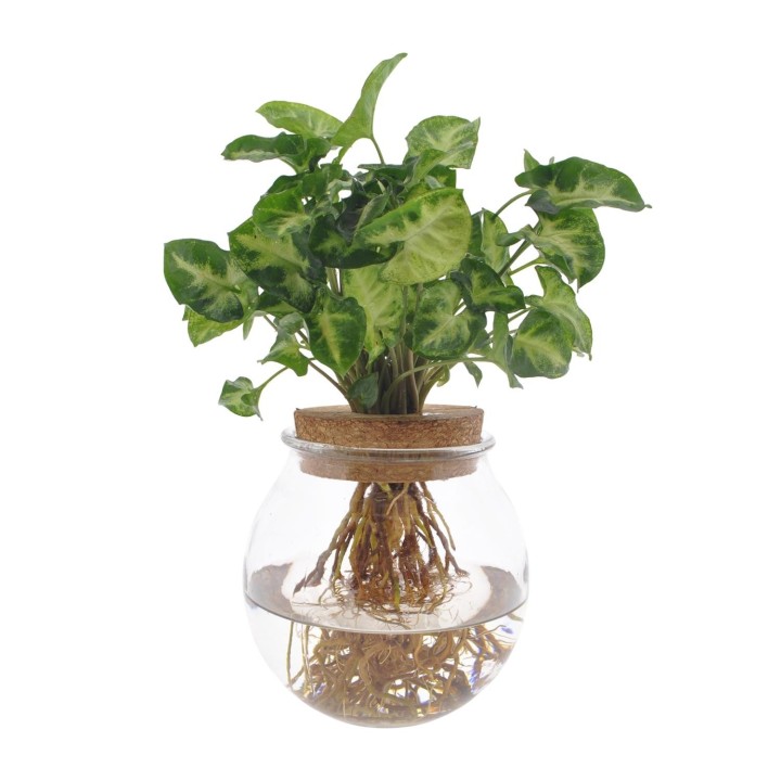 Syngonium Pixie - Ø12Cm - ↕30Cm