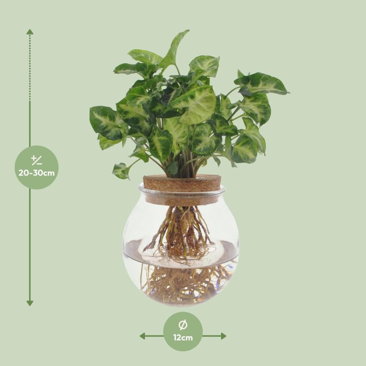 Syngonium Pixie - Ø12Cm - ↕30Cm