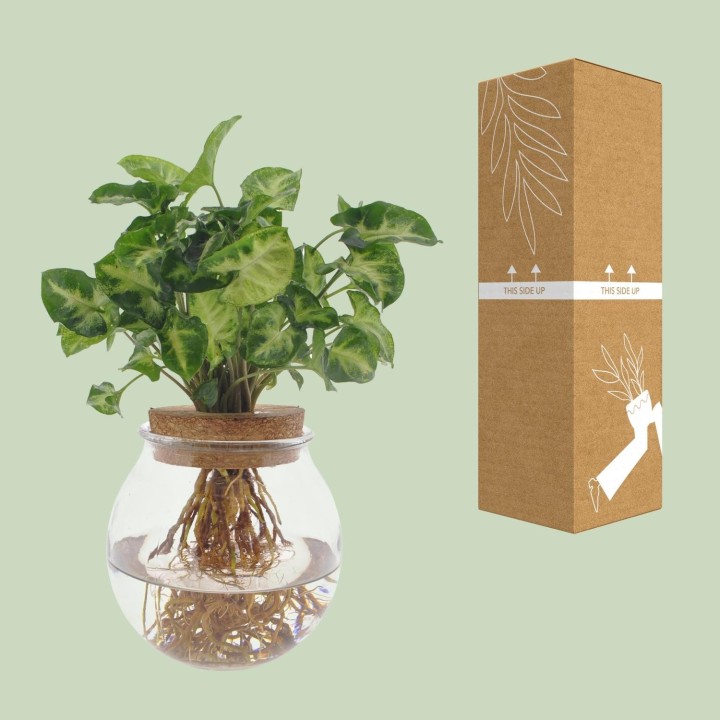 Syngonium Pixie - Ø12Cm - ↕30Cm