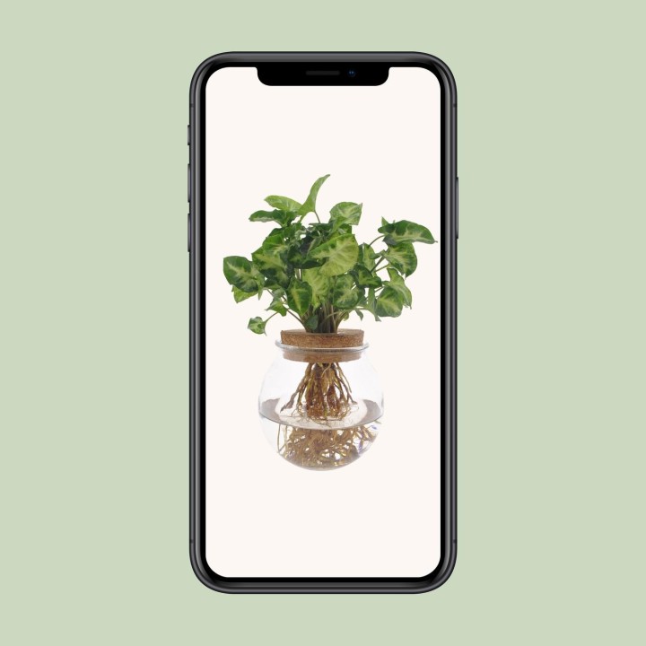 Syngonium Pixie - Ø12Cm - ↕30Cm