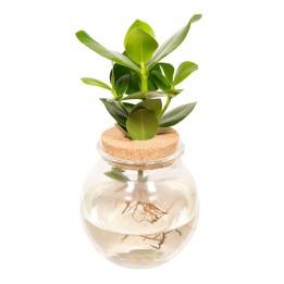 Clusia In Bolglas Kurk - Ø12Cm - ↕30Cm