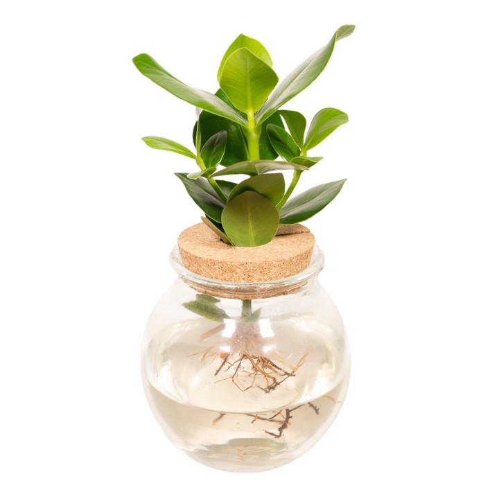 Clusia In Bolglas Kurk - Ø12Cm - ↕30Cm