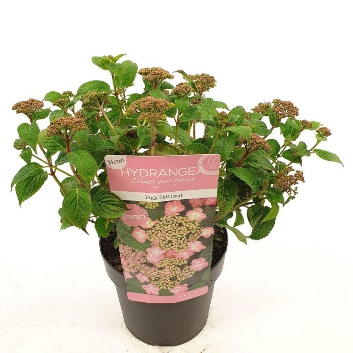 Hydrangea Serr. 'Pink Petticoat' - Ø19Cm - ↕25Cm