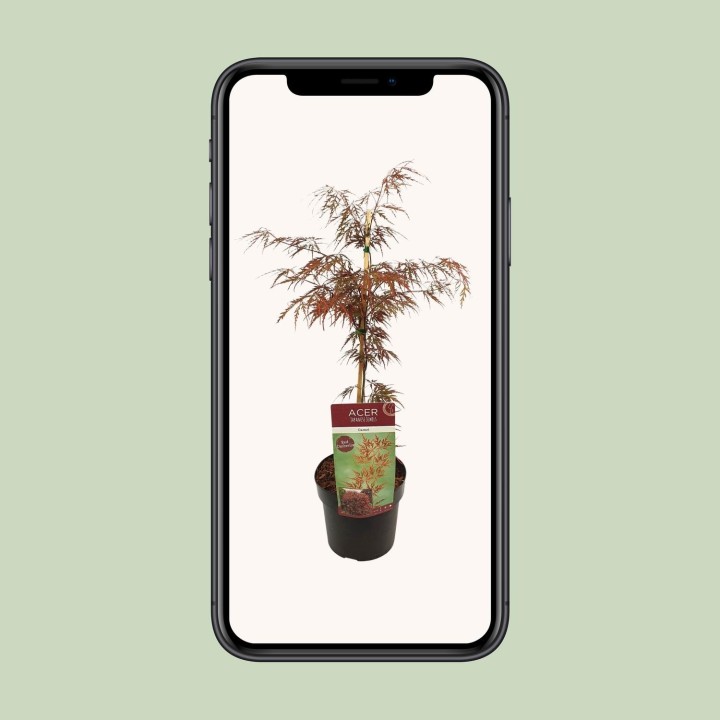 Acer Palm. 'Garnet' - Ø19Cm - ↕40Cm