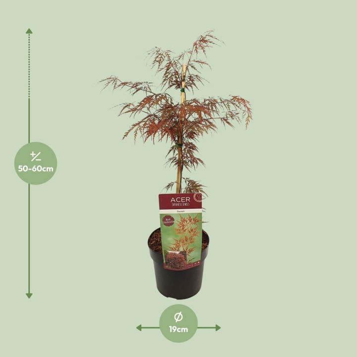 Acer Palm. 'Garnet' - Ø19Cm - ↕40Cm