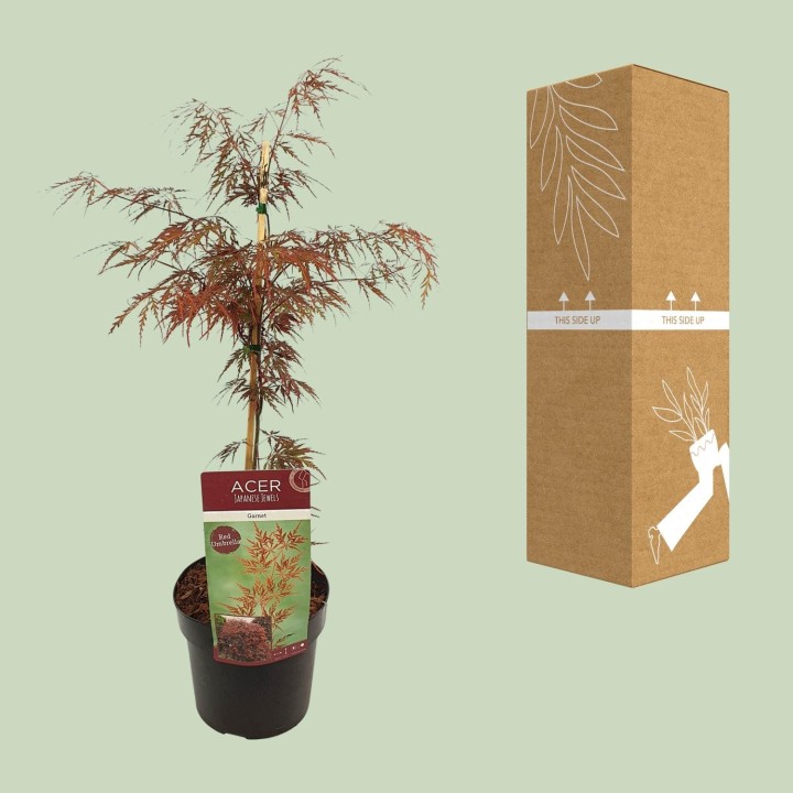 Acer Palm. 'Garnet' - Ø19Cm - ↕40Cm
