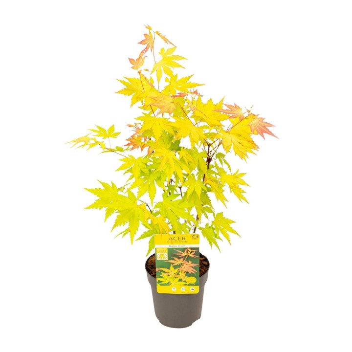 Acer Palmatum Orange Dream