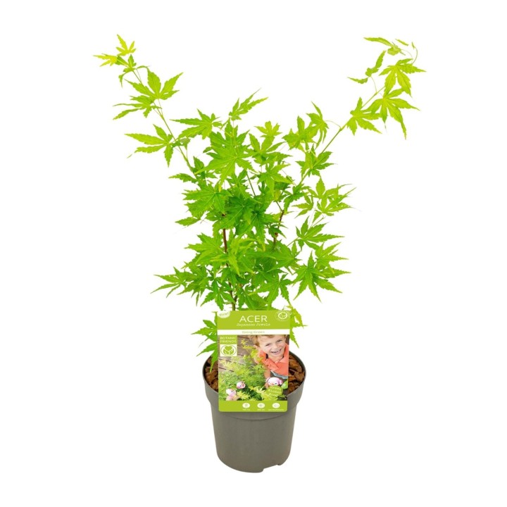 Acer Palmatum Going Green