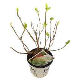 Hydrangea Arbo. 'Strong Annabelle' - Ø19Cm - ↕30Cm