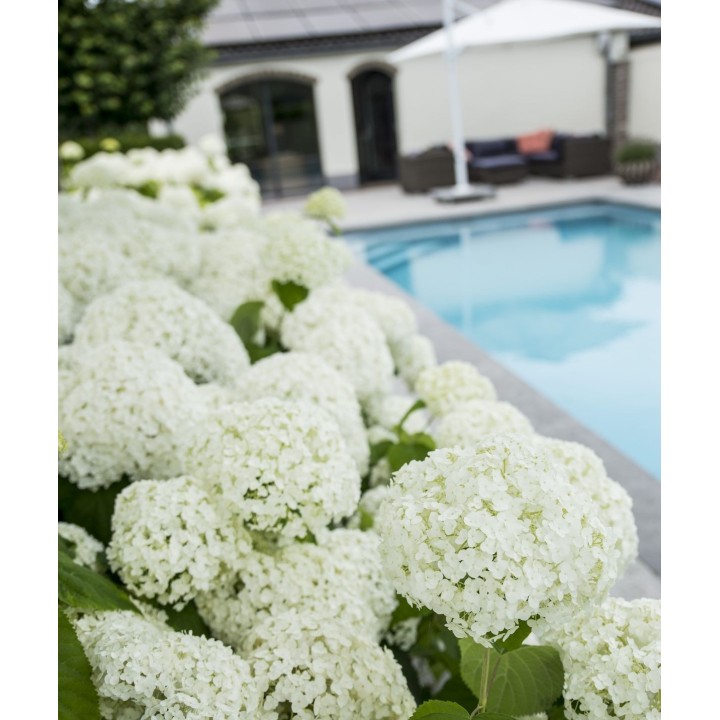Hydrangea Arbo. 'Strong Annabelle' - Ø19Cm - ↕30Cm