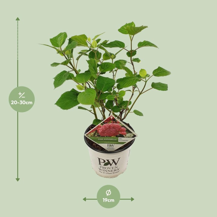 Hydrangea Arbo. 'Pink Annabelle' - Ø19Cm - ↕30Cm