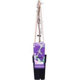 Clematis Jackmanii - Ø15Cm - ↕65Cm
