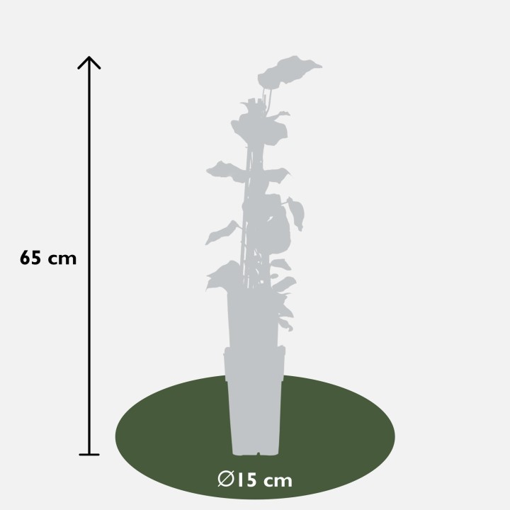 Hedera Algeriensis 'Gloire De Maren' - Ø15Cm - ↕65Cm