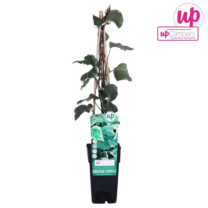Hedera Algeriensis 'Gloire De Maren' - Ø15Cm - ↕65Cm