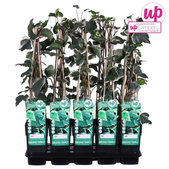 Hedera Algeriensis 'Gloire De Maren' - Ø15Cm - ↕65Cm