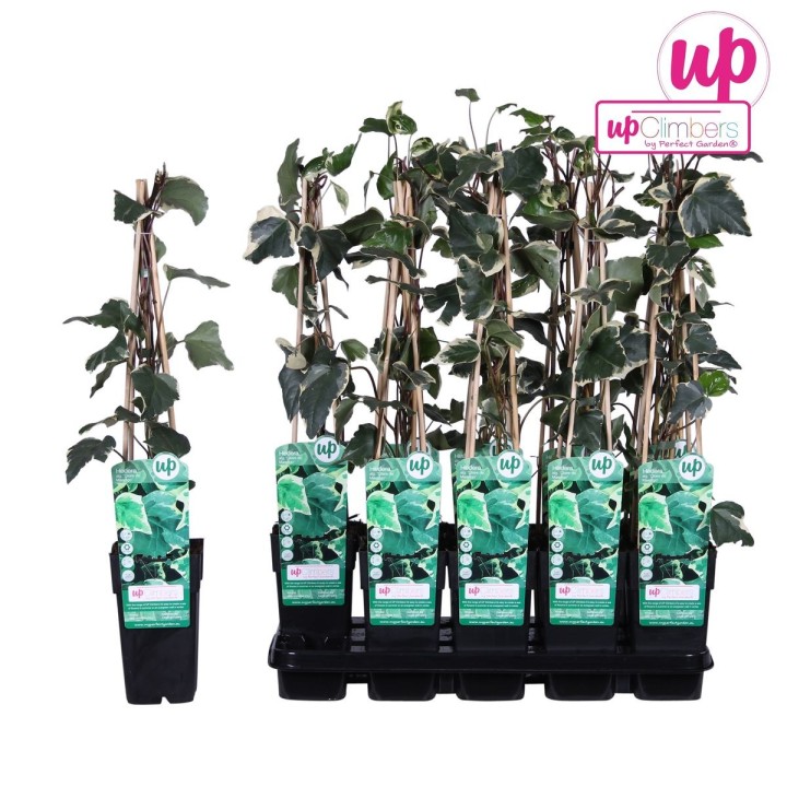 Hedera Algeriensis 'Gloire De Maren' - Ø15Cm - ↕65Cm