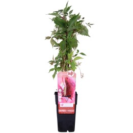 Parthenocissus Q. Var. 'Engelmannii' - Ø15Cm - ↕65Cm